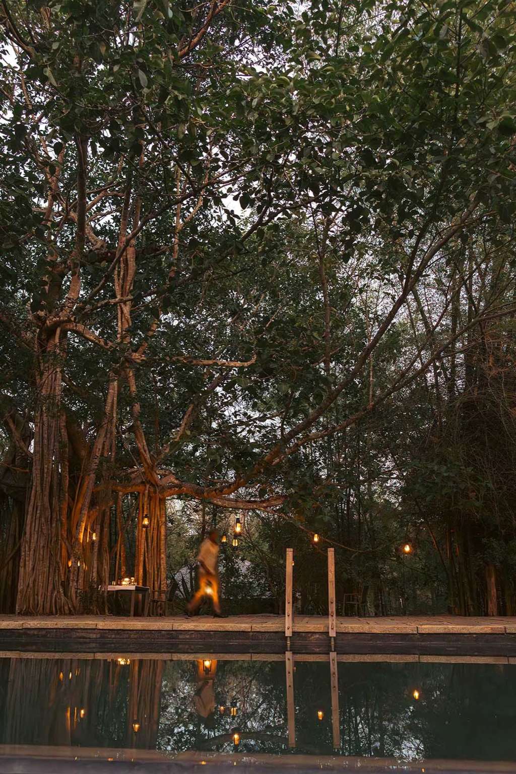 KAAV Safari Lodge, Kabini, photo 5