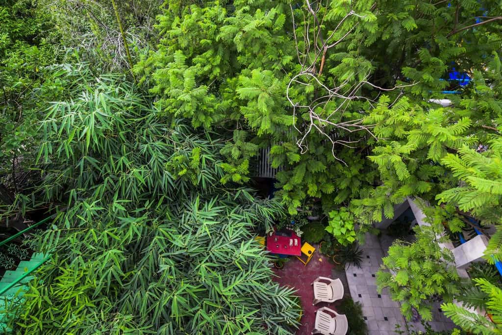 Looking down over the leafy garden canopy of the homestay