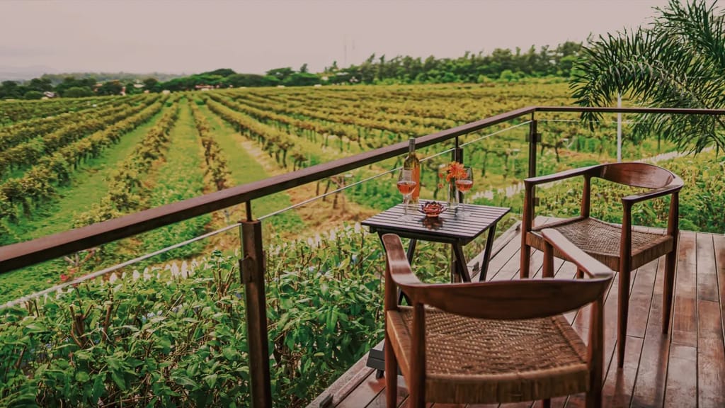 A wooden deck with two cane-seat chairs and a small table holding a bottle of wine and two glasses of rose, overlooking long green rows of vineyard stretching to trees and distant 