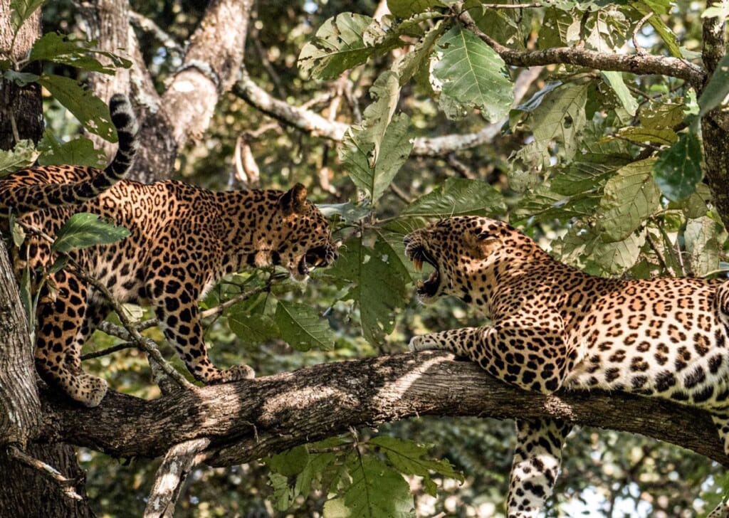 KAAV Safari Lodge