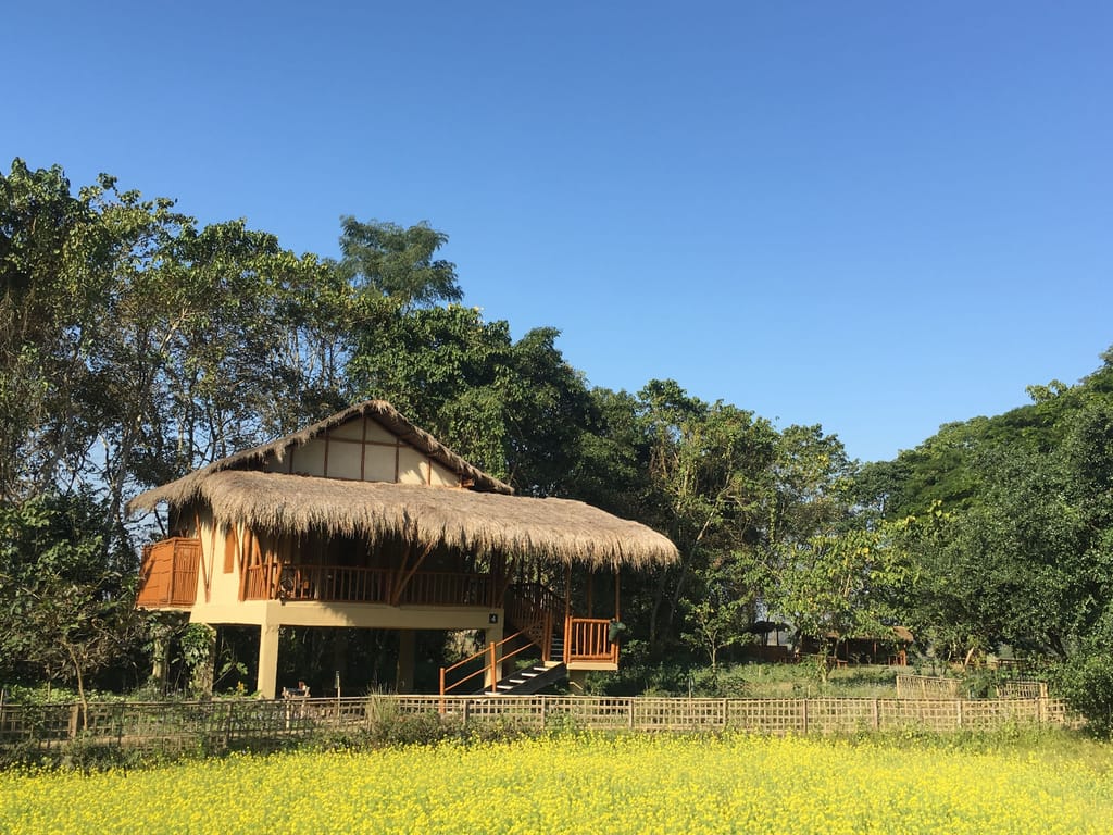 A thatched cottage on stilts beside a field of yellow mustard