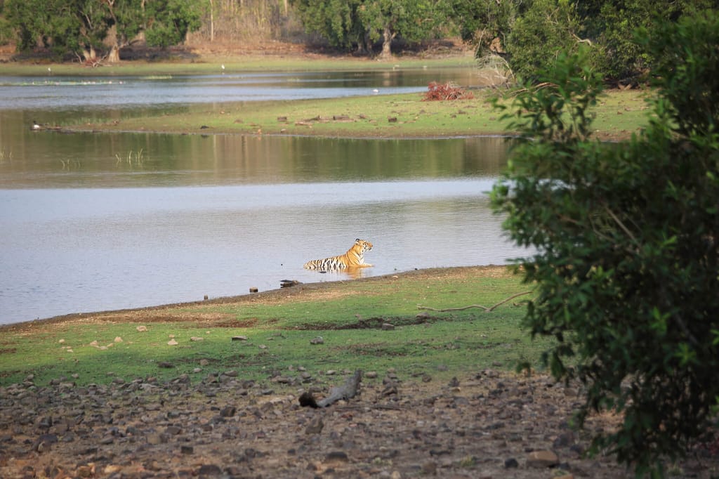 Svasara Jungle Lodge, Tadoba