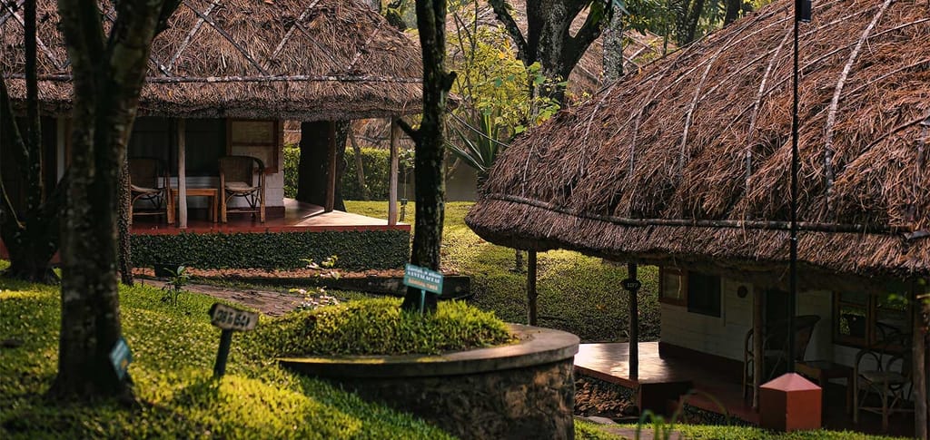 Elephant grass thatch over two cottage verandahs