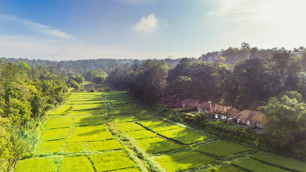 Paddy fields around the estate