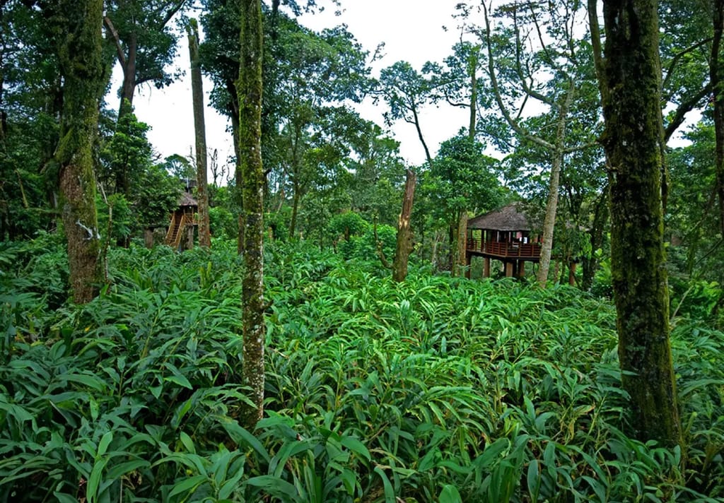 Tree House on stilts seen across a cardamom plantation clearing, Carmelia Haven, Thekkady