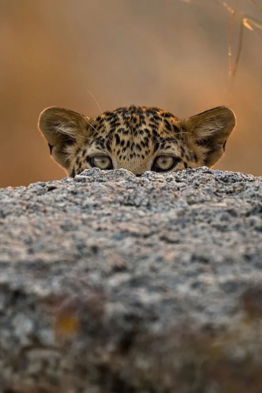 A night on Lake Pichola, then two nights among the leopards at SUJÁN Jawai, with the car the whole way., Udaipur & Jawai