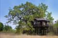 A treehouse at Pench Tree Lodge on its mahua tree