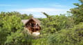 Forest Dwellings