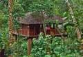 Tree House
