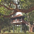 Tree House