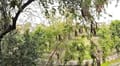 Neem, Haveli Hauz Khas