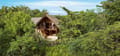 Forest Dwellings