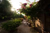 Garden path and bougainvillea at dusk