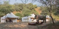 Elephant beside the tents and daybeds