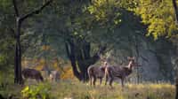 Spotted deer in the sal forest near Kanha Earth Lodge