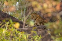 A leopard on a rock in dappled shade at Kanha, from the resort's own gallery