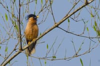 Brahminy starling perched on a bare branch, Soulacia Hotel & Resort, Kanha