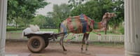 Decorated camel with cushioned cart waiting between white columns, Talabgaon Castle, Talabgaon