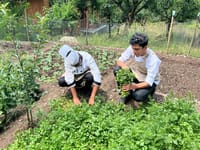 Picking vegetables in the organic garden at Qayaam Gah