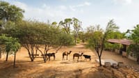 Antelope grazing among trees beside the buildings