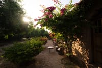 Garden path and bougainvillea at dusk