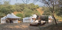 Elephant beside the tents and daybeds