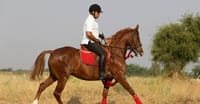 Rider schooling a Marwari horse in open scrub country