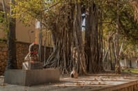 Old banyan tree with hanging aerial roots