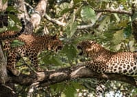 KAAV Safari Lodge — photo 17