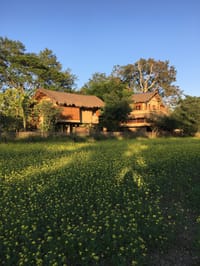 Two cottages above the mustard field at first light