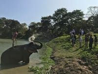 An elephant bathing in the river while guests watch from the bank