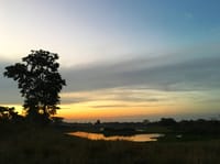Sunset over a wetland with a lone tree