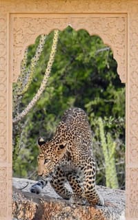 Maharani Bagh Orchard Retreat — photo 9