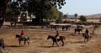 Marwari horses in the stable paddock