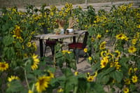 Dining table laid among the sunflower field