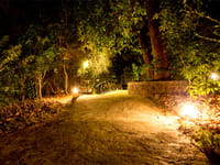 Lanterns along the path through the trees at night