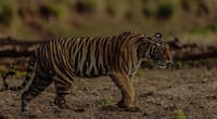 A tiger in Kanha