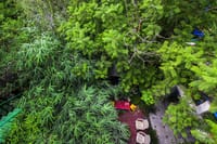 Looking down over the leafy garden canopy of the homestay