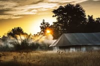 Safari tent in tall grass with mist and sunrise breaking through the trees at Jamtara Wilderness Camp, Pench