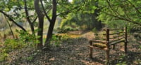 Bamboo bench beside a waterhole shaded by trees at Jim's Jungle Retreat, Corbett