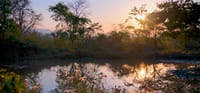 Waterhole with lily pads reflecting trees at sunrise at Jim's Jungle Retreat, Corbett