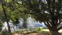 Lodge buildings seen through large trees with smoke drifting across the garden at Tiger Tops Tharu Lodge, Chitwan