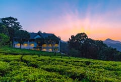 Tea Harvester, Munnar, photo 5