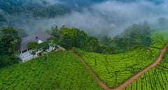 Tea Harvester, Munnar, photo 6