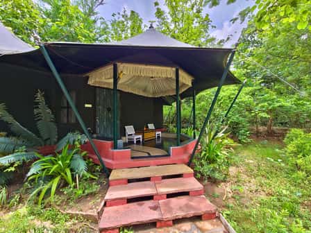 A luxury tent at Tathastu Pench with its red-painted steps