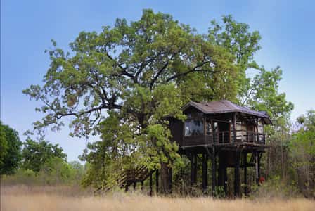 A treehouse at Pench Tree Lodge on its mahua tree