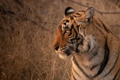 Ranthambore Tiger Safari — Private Jeep