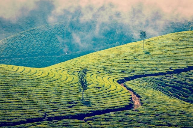 Kerala Odyssey
