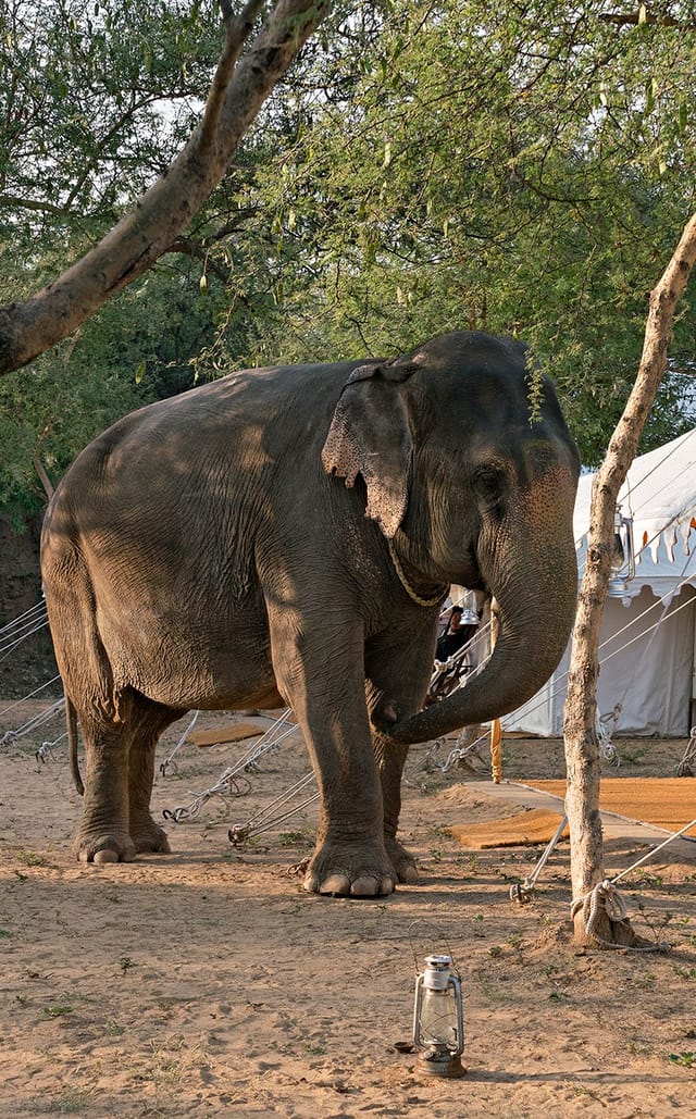 Wash and walk the elephants at Dera Amer