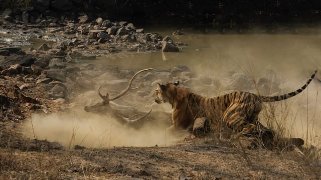 A jeep into Tadoba's core, and the gate is three hundred metres away.